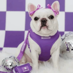 Frenchie Duo Reversible Harness - LA Purple -Bandana Buddy Shop AquaLA Purple 5