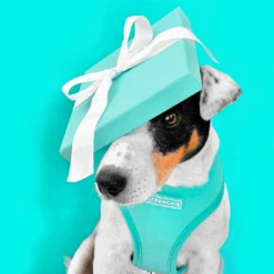 Frenchie Duo Reversible Harness - Aqua -Bandana Buddy Shop Aqua 14