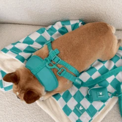 Frenchie Duo Reversible Harness - Aqua -Bandana Buddy Shop Aqua 4