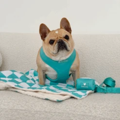 Frenchie Duo Reversible Harness - Aqua -Bandana Buddy Shop Aqua 5