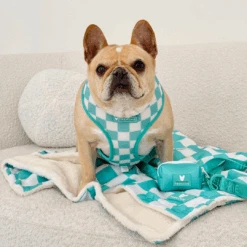 Frenchie Duo Reversible Harness - Aqua -Bandana Buddy Shop Aqua 6