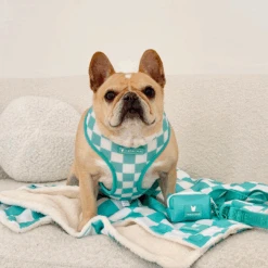 Frenchie Blanket - Aqua Checkered -Bandana Buddy Shop Aqua 8