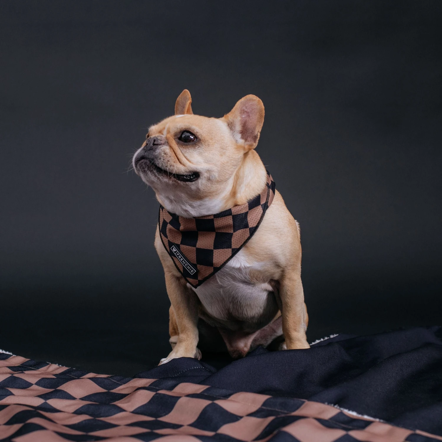 Frenchie Cooling Bandana - Black Checkered 4 Frenchie Cooling Bandana - Black Checkered - Image 2