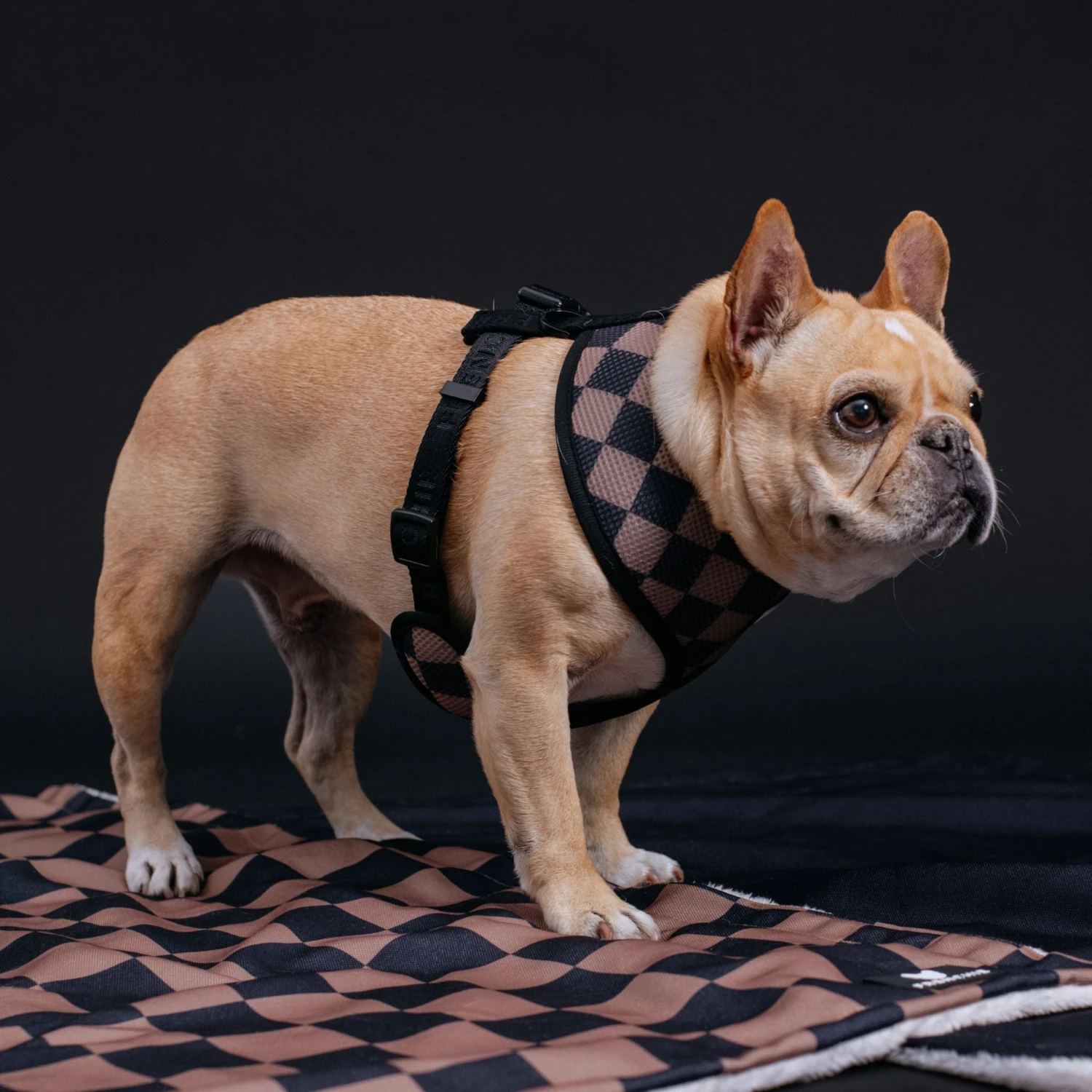Frenchie Duo Reversible Harness - Black 5 Frenchie Duo Reversible Harness - Black - Image 3