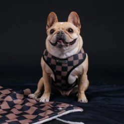 Frenchie Duo Reversible Harness - Black 18 Frenchie Duo Reversible Harness - Black -Bandana Buddy Shop Black 5