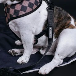 Frenchie Duo Reversible Harness - Black 14 Frenchie Duo Reversible Harness - Black -Bandana Buddy Shop Black 7 8076862c db38 4b89 8d3d cd1c873c403c