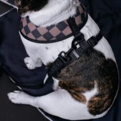Frenchie Duo Reversible Harness - Black 19 Frenchie Duo Reversible Harness - Black -Bandana Buddy Shop Black 8