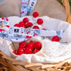 Frenchie Comfort Collar - Cherries Blue -Bandana Buddy Shop Cherries Blue 13