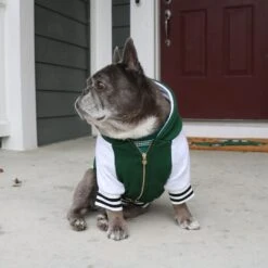 Frenchie Dog Hoodie - Emerald City Varsity -Bandana Buddy Shop Emerald City Varsity 4