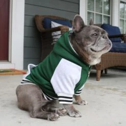 Frenchie Dog Hoodie - Emerald City Varsity -Bandana Buddy Shop Emerald Lulu 4