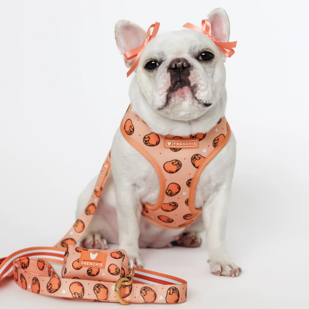 Frenchie Comfort Leash - French Potato 5 Frenchie Comfort Leash - French Potato - Image 4