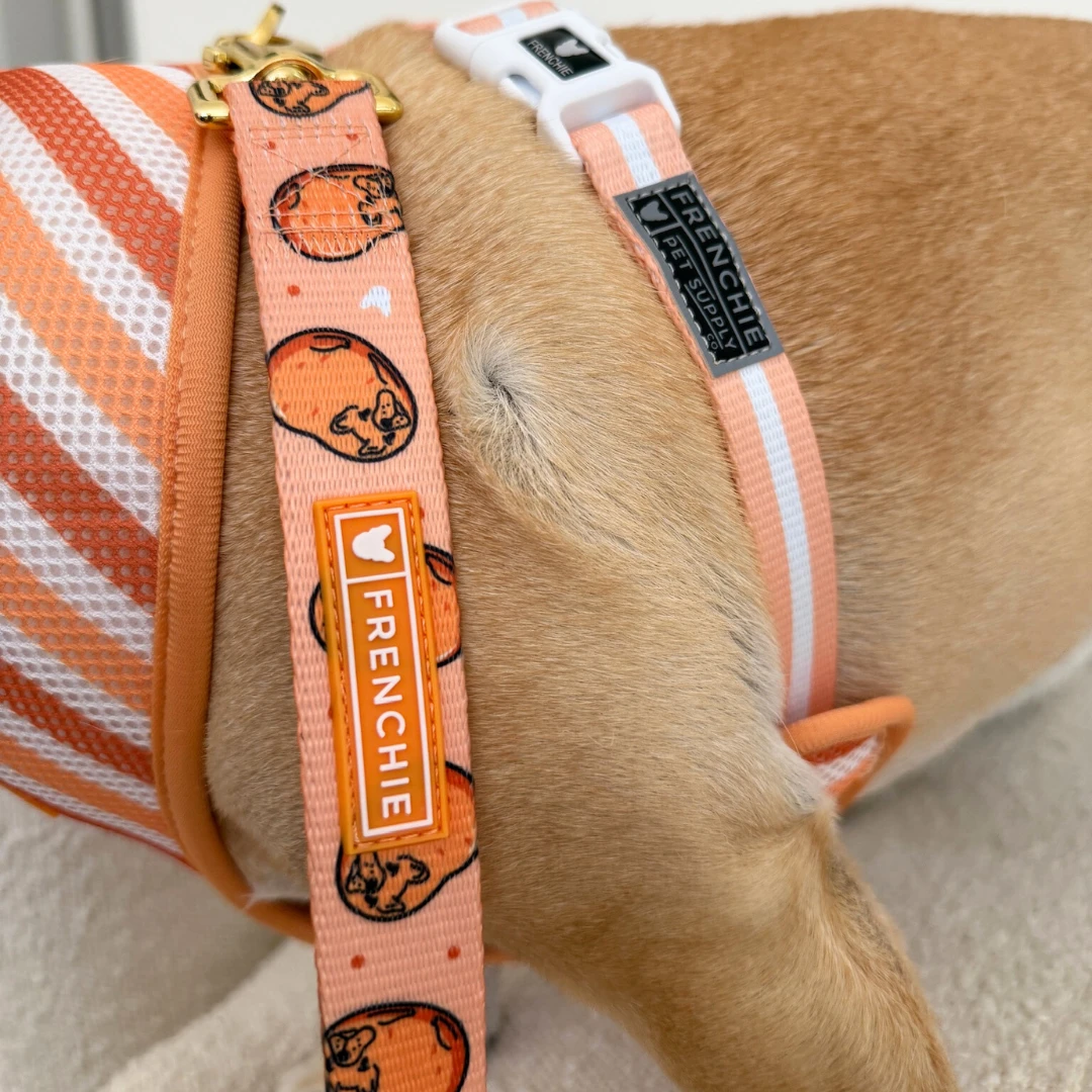 Frenchie Comfort Leash - French Potato 4 Frenchie Comfort Leash - French Potato - Image 3