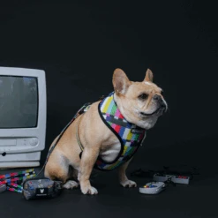Frenchie Duo Reversible Harness - Gamer -Bandana Buddy Shop Gamer 6 55fa6ae1 1f0f 474e bd41 7aac4c8611c2