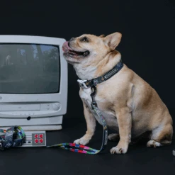 Frenchie Comfort Collar - Gamer -Bandana Buddy Shop Gamer 7