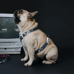 Frenchie Strap Harness - Gamer -Bandana Buddy Shop Gamer 9