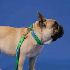 Frenchie Comfort Collar - Green Marble -Bandana Buddy Shop Green Marble 28