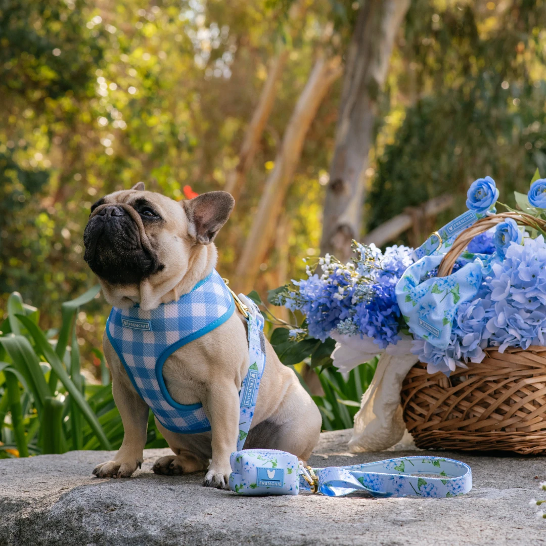 Frenchie Duo Reversible Harness - Hydrangea 5 Frenchie Duo Reversible Harness - Hydrangea - Image 3