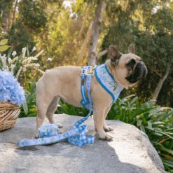 Frenchie Duo Reversible Harness - Hydrangea 14 Frenchie Duo Reversible Harness - Hydrangea -Bandana Buddy Shop Hydrangea 2 b5186690 21a4 4bae 8d37 04cb006b5136