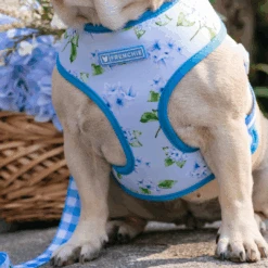 Frenchie Duo Reversible Harness - Hydrangea 15 Frenchie Duo Reversible Harness - Hydrangea -Bandana Buddy Shop Hydrangea 3