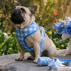 Frenchie Duo Reversible Harness - Hydrangea 16 Frenchie Duo Reversible Harness - Hydrangea -Bandana Buddy Shop Hydrangea 8 03dc02a3 5e22 460b 8bed 38d25310d965