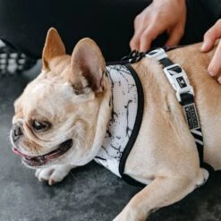 Frenchie Duo Reversible Harness - Black Marble 15 Frenchie Duo Reversible Harness - Black Marble -Bandana Buddy Shop IMG 6194