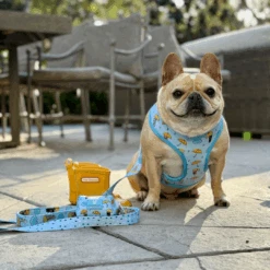 Frenchie Comfort Leash - It's Raining Frenchies -Bandana Buddy Shop IT S RAINING FRENCHIES 6 936a9444 c5c4 4e56 bd0e 93c0900a69c2