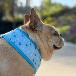 Frenchie Duo Reversible Harness - It's Raining Frenchies -Bandana Buddy Shop IT S RAINING FRENCHIES 9