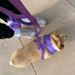 Frenchie Comfort Leash - LA Purple 10 Frenchie Comfort Leash - LA Purple -Bandana Buddy Shop LA Purple 4 1