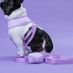 Frenchie Duo Reversible Harness - Lavender -Bandana Buddy Shop Lavender 1