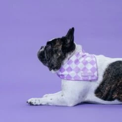 Frenchie Cooling Bandana - Lavender 9 Frenchie Cooling Bandana - Lavender -Bandana Buddy Shop Lavender 20