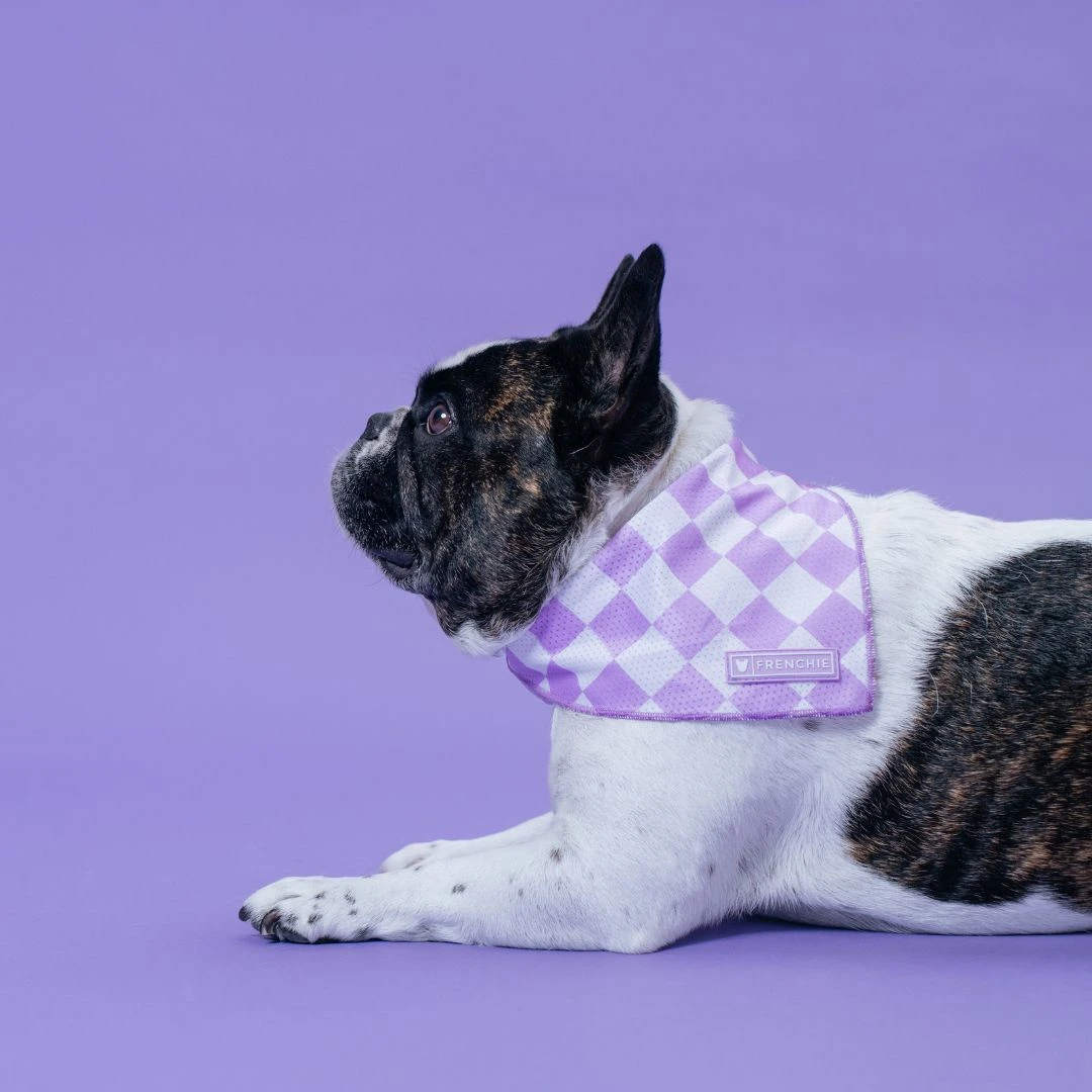 Frenchie Cooling Bandana - Lavender 6 Frenchie Cooling Bandana - Lavender - Image 4