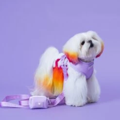 Frenchie Duo Reversible Harness - Lavender -Bandana Buddy Shop Lavender 22