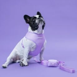 Frenchie Duo Reversible Harness - Lavender -Bandana Buddy Shop Lavender 4