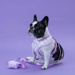 Frenchie Duo Reversible Harness - Lavender -Bandana Buddy Shop Lavender 7