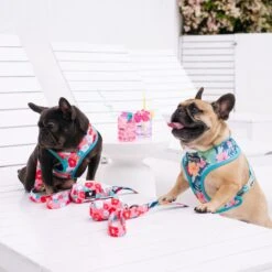 Bandana Buddy Shop 14 Bandana Buddy Shop -Bandana Buddy Shop Paradise 1