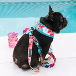 Frenchie Duo Reversible Harness - Paradise -Bandana Buddy Shop Paradise 11
