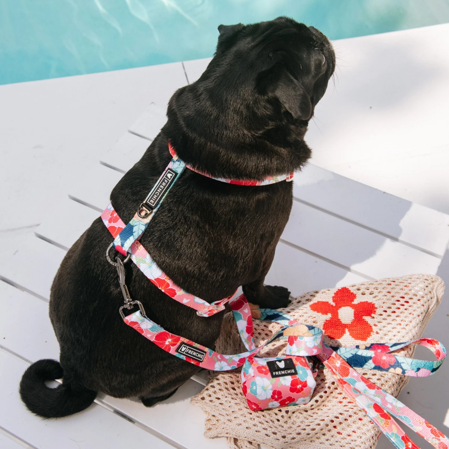 Frenchie Strap Harness - Paradise 8 Frenchie Strap Harness - Paradise - Image 6