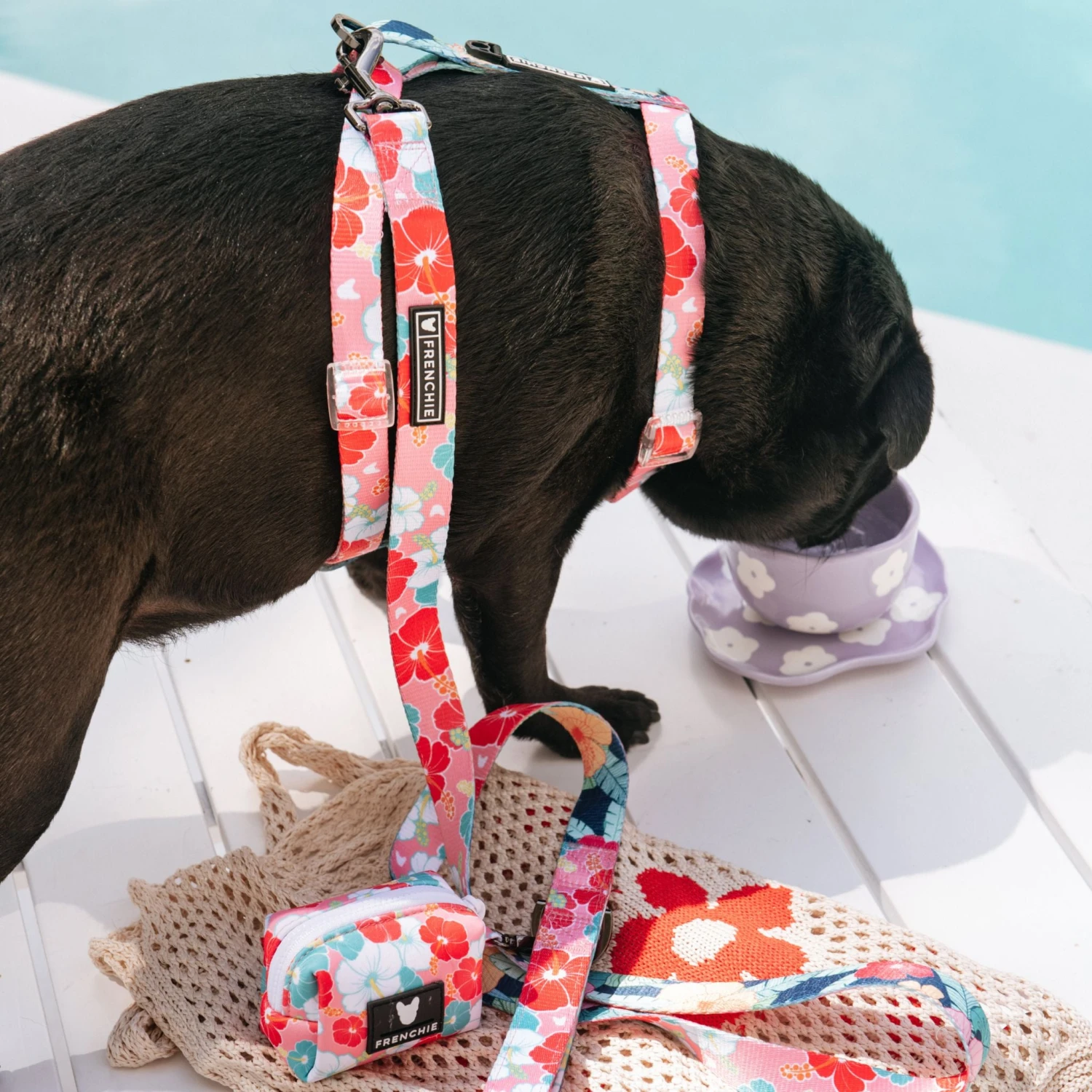 Frenchie Strap Harness - Paradise 7 Frenchie Strap Harness - Paradise - Image 5