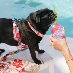 Frenchie Strap Harness - Paradise 11 Frenchie Strap Harness - Paradise -Bandana Buddy Shop Paradise 18