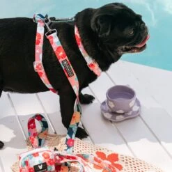 Frenchie Strap Harness - Paradise 10 Frenchie Strap Harness - Paradise -Bandana Buddy Shop Paradise 19