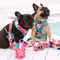 Frenchie Duo Reversible Harness - Paradise -Bandana Buddy Shop Paradise 2