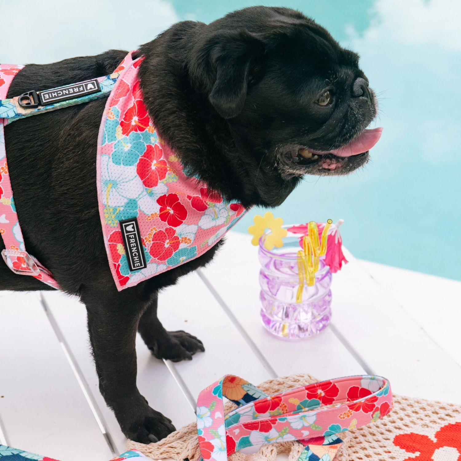 Frenchie Strap Harness - Paradise 4 Frenchie Strap Harness - Paradise - Image 2