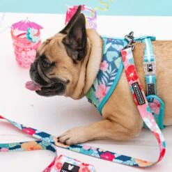 Frenchie Duo Reversible Harness - Paradise -Bandana Buddy Shop Paradise 4