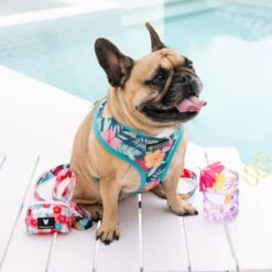 Frenchie Duo Reversible Harness - Paradise -Bandana Buddy Shop Paradise 7