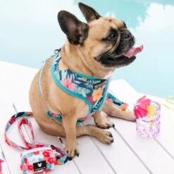 Frenchie Duo Reversible Harness - Paradise -Bandana Buddy Shop Paradise 8