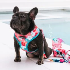 Frenchie Duo Reversible Harness - Paradise -Bandana Buddy Shop Paradise 9