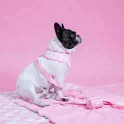 Frenchie Duo Reversible Harness - Pink Bubblegum -Bandana Buddy Shop PinkBubbleGum 13