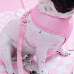Frenchie Duo Reversible Harness - Pink Bubblegum -Bandana Buddy Shop PinkBubbleGum 16 515db605 069d 4472 bf99 9140c70cbf18