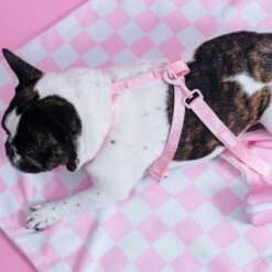 Frenchie Strap Harness - Pink Bubblegum -Bandana Buddy Shop PinkBubbleGum 19 6b2dcf63 a469 4705 95a0 f0e1dcdb176f