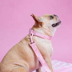 Frenchie Comfort Leash - Pink Bubblegum -Bandana Buddy Shop PinkBubbleGum 21 237c8046 4b83 4cba 985a b4a66d093cf7